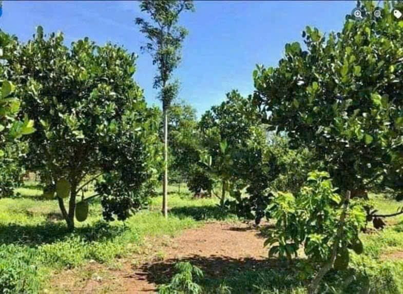 CẦN BÁN GẤP – 1HA1 ĐẤT TRỒNG MÍT GIÁ CHỈ 550 TRIỆU - Ảnh chính